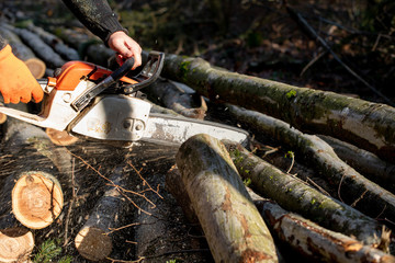 Brennholz wird mit Motorsäge im Wald auf richtige Länge gesägt