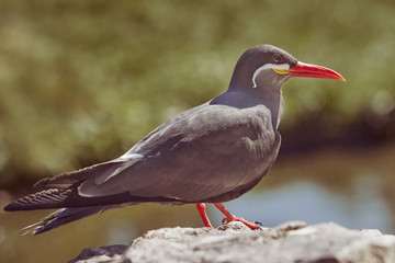 Male Inca Stern Larosterna inca bird against blurred background