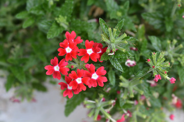 Verbena Obsession Cascade Red with Eye © nahhan