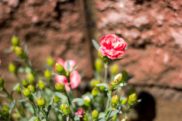 Pink and purple wild flowers in the village.