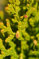 Dwarf golden oriental thuja