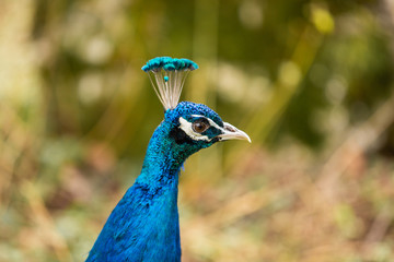 Fototapeta premium Close up of beautiful peacock looking at something