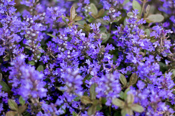 Violet heather on a homestead in the village