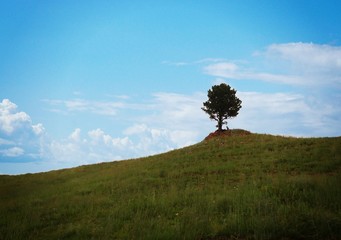 Lone tree on a slope viewed from the road at Custer State Park, South Dakota.