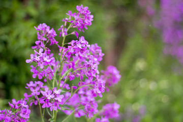 Pink and purple wild flowers in the village.
