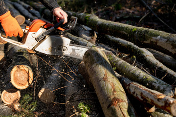 Brennholz wird mit Motorsäge im Wald auf richtige Länge gesägt