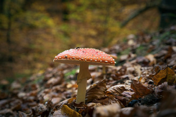 Fliegenpilz