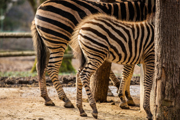 Detailed shot of zebras at the zoo