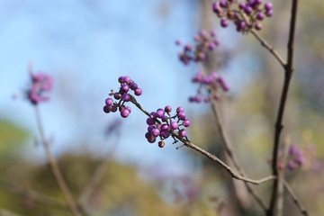 Purple Beautyberry