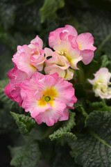 Primrose Girls Delight