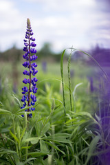 Wild blue flowers in the field