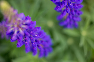 Wild blue flowers in the field
