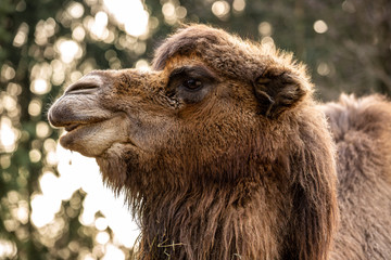 Fototapeta premium Close up profile shot of an adult camel at zoo