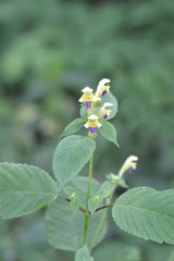Large-flowered hemp-nettle