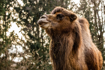 Beautiful shot of calm camel at zoo