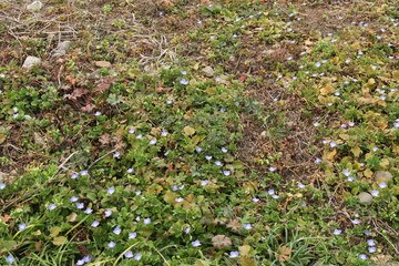 早春の野原風景