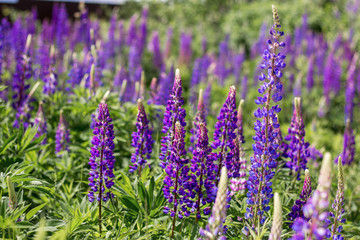Wild blue flowers in the field