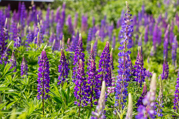 Fototapeta premium Wild blue flowers in the field