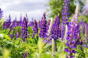 Wild blue flowers in the field