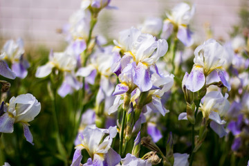 Beautiful flowers of irises in a summer cottage