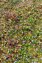 Obraz premium 早春の野原風景