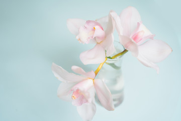 orchid on white background