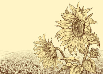 .Field of sunflowers with large flowers in the foreground.Hand-drawn vector .illustration in vintage style. Floral template.