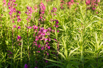 Pink and purple wild flowers in the village.