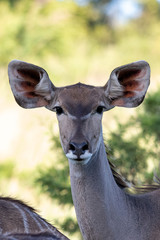 Kudu in Africa