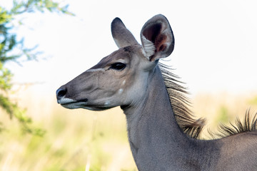 Kudu in Africa © laura