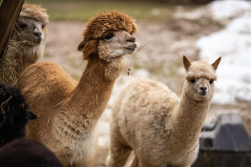 Llamas having their afternoon snack at zoo