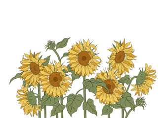 Composition with sunflowers on a white background. Hand drawn vector illustration. Floral template.