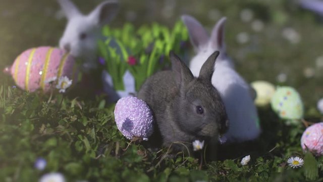 Cute little white Easter Bunnies and a grey one eating a daisy flower near decorated eggs in the sun light. Holidays and animals. Sweet rabbit in a basket in the garden or in the farm.