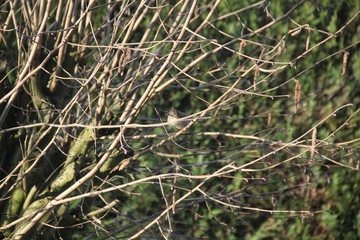 Little single sparrow on the branches during winter