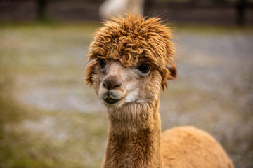 Beautiful close up shot of llama at zoo
