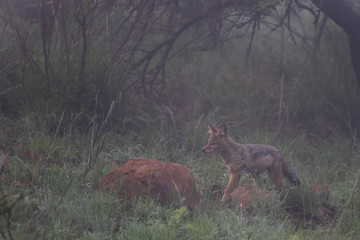 Black Backed Jackal
