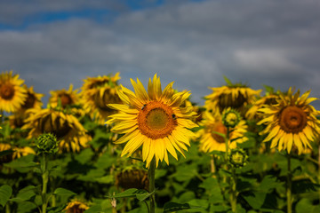 Sunflower field blue sky