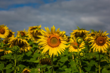 Obraz premium Sunflower field blue sky