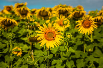 Sunflower field blue sky
