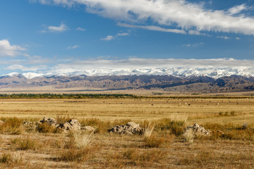 pasture in the mountains, horses and cows graze on the field against the backdrop of snow-capped mountains, Kyrgyzstan