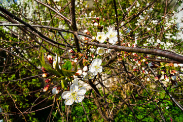 Branch of a blossoming apple tree