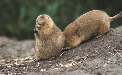close up of desert rat eating looking surprised in the camera