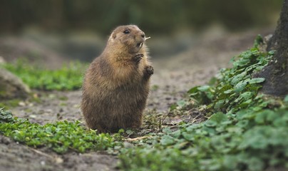 close up of desert rat eating looking surprised in the camera