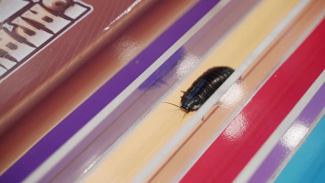 Casino : Bug run. cockroach racing for fun. Championship. The beetle is dark brown as if black