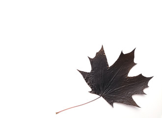 black maple leaf on a white background