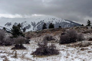 Fototapeta na wymiar Spruce forest in the highlands (Greece, Peloponnese) on a winter, snowy day