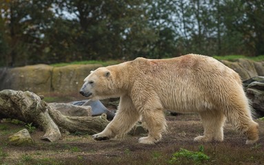 Polar bear sow, close up, lying on a boulder. Autumn