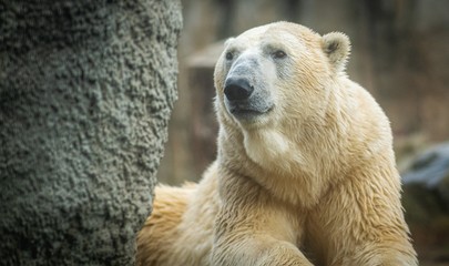 Polar bear sow, close up, lying on a boulder. Autumn