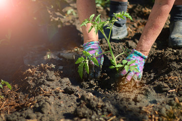 Environment Earth Day In the hands of trees growing seedlings. Close up Farmer hand planting sprout