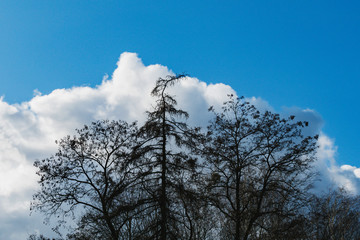 Trees without leaves on the background of clouds